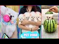 Funny and Cute Dog Pomeranian 😍🐶| Funny Puppy Videos #298