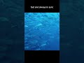 Group of jackfish #environmentalawareness  #conservation  #photography  #ocean