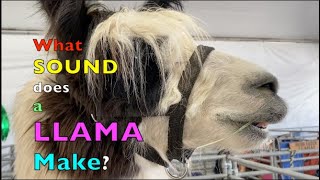 FARM ANIMAL SOUNDS FOR KIDS | WHAT SOUND DOES A LLAMA MAKE? by Animals All The Time 2,346 views 10 months ago 1 minute, 29 seconds