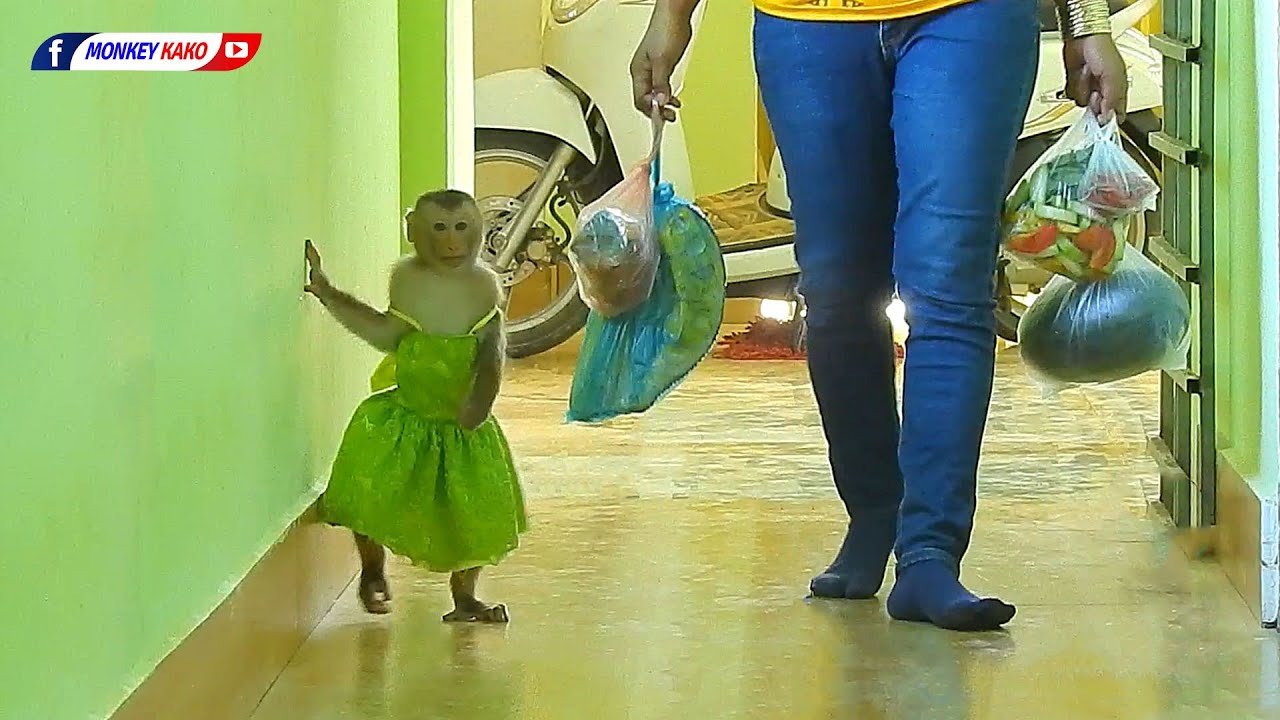 Amazing Monkey | Cutie Baby Luna Walking 2 Legs And Eat Fruits