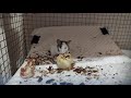 Таркан кушает грушу! Японская мышь самец! Почему без хвоста? Его история по ссылке в комментариях: