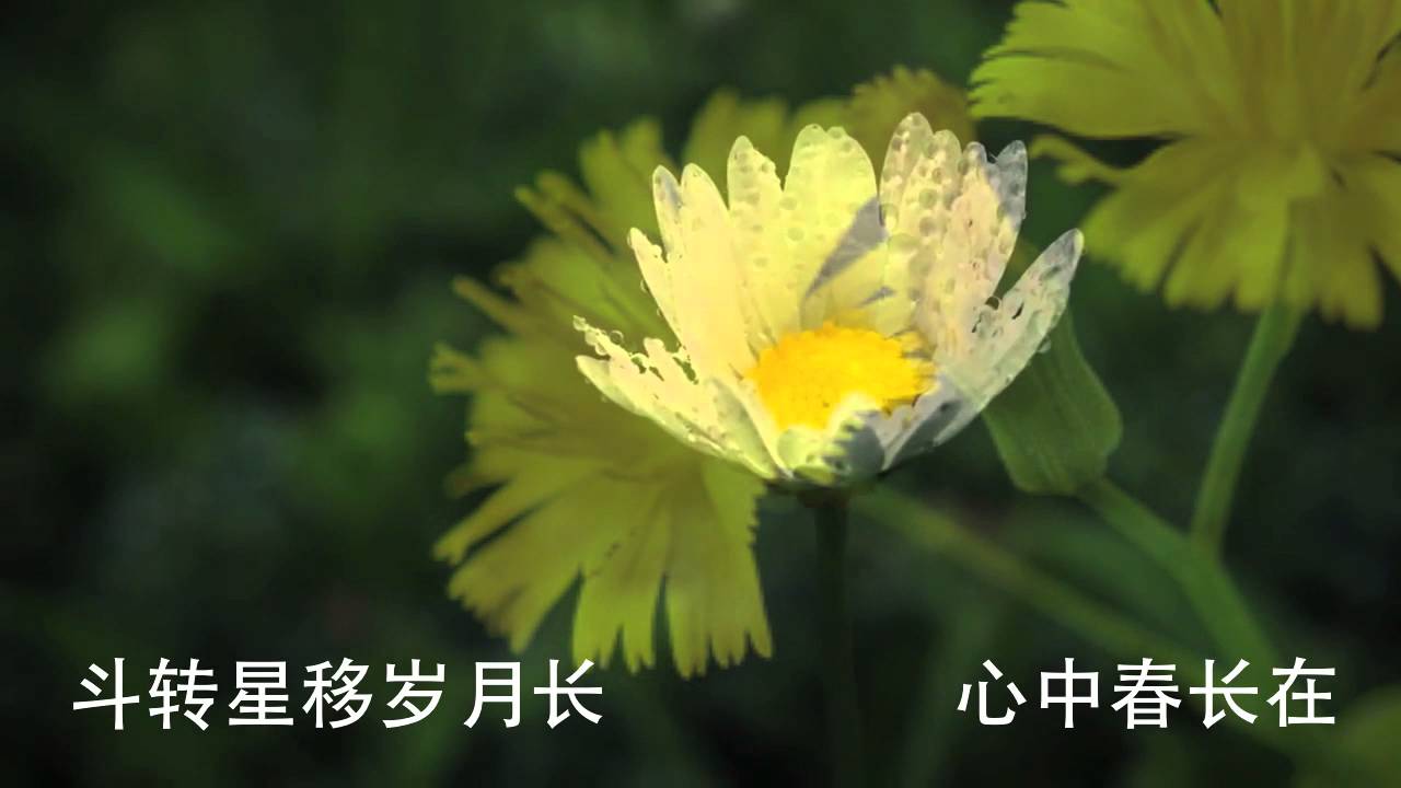 苦菜花 丽桥翻唱 Youtube