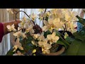 Terminal Spike on Phalaenopsis Orchid