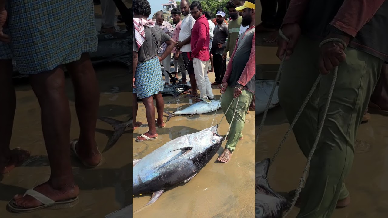 Tuna Fish Rate ? 🐟