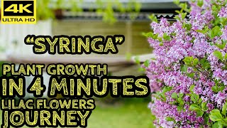 GROWTH IN 4 MINUTES SYRINGA FLOWERS/ LILAC TREE SEASON JOURNEY Beautiful and Fragrant Lilac Flowers