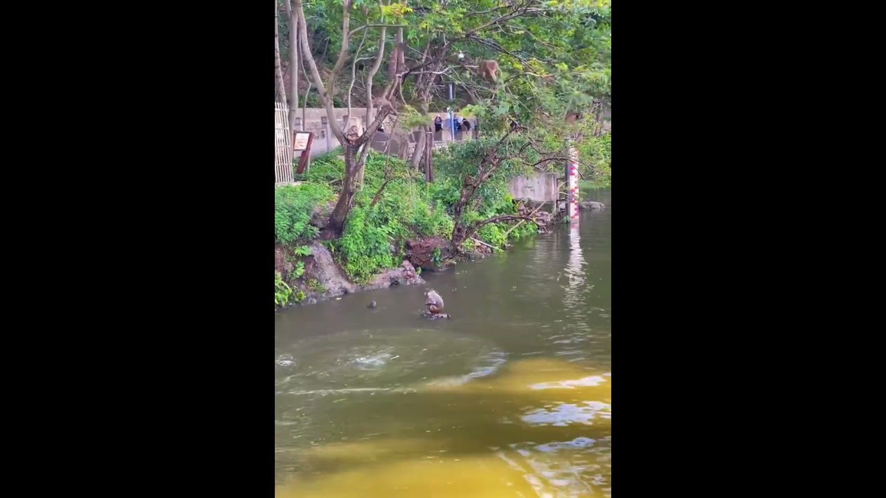 Daily Life Monkeys - Monkey Zoo