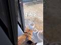 春が来た！スズメが来た！名犬チーズが来た⁈❣️ #かわいい猫 #cat #クラッキング#ものまね
