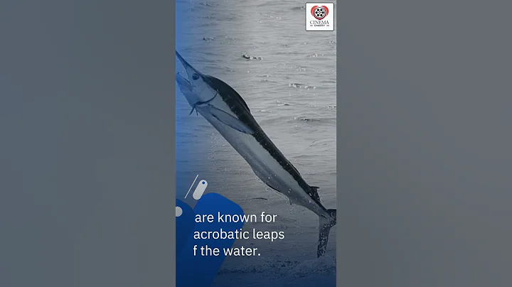 Swordfish??  #facts #funfacts101 #funfacts #animals #shorts #viralshorts