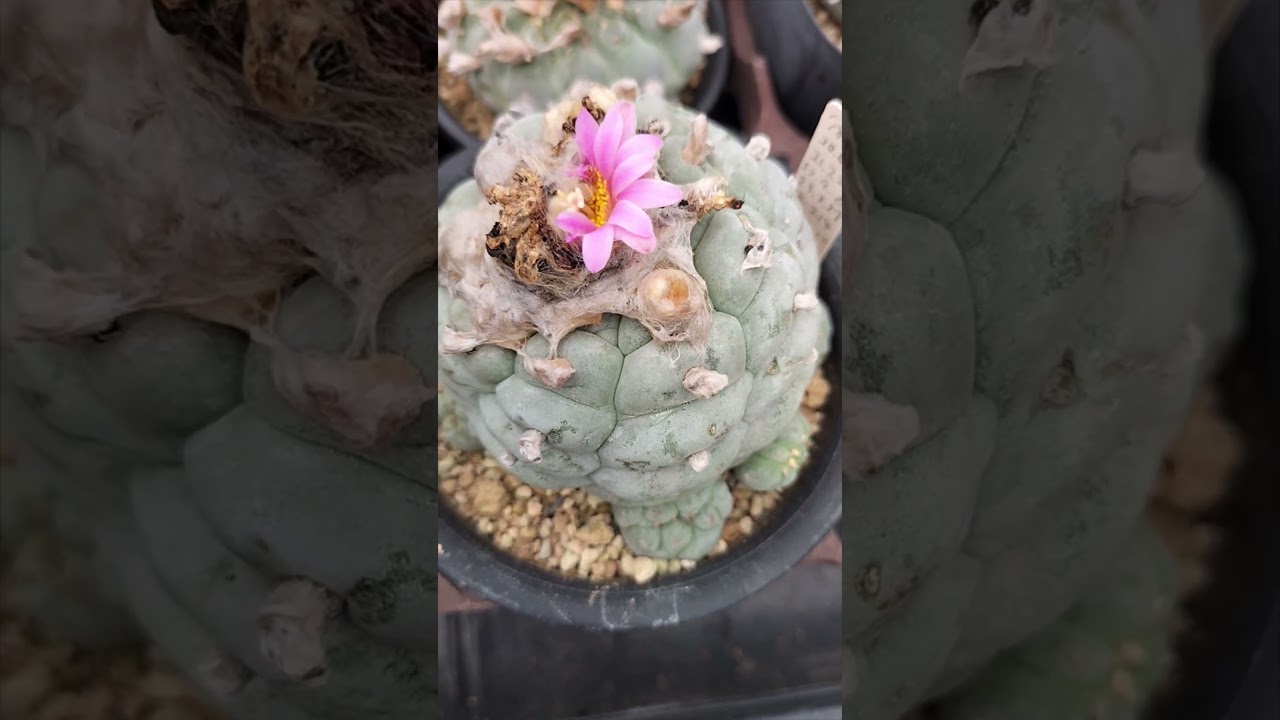 銀冠玉 Lophophora fricii 2026 08 07 ＃shorts - YouTube