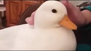 Happiest duck in the world. | 9gag |