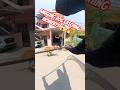 Pro Dog Catcher Team #shorts #ytviral #streetdogrevival #pets #amazing #animals