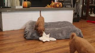 Double Doodle Puppies For Sale