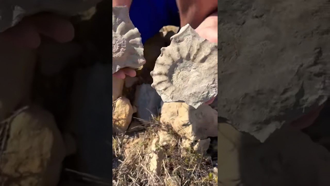 Que suerte 🍀 🤩Encontramos fósil de ammonites - una aventura de buscar minerales en España 🇪🇸