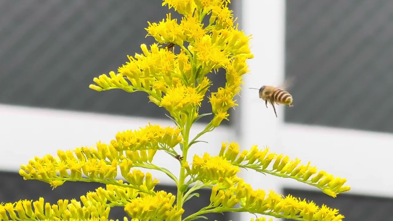 セイタカアワダチソウの蜜を集めるニホンミツバチ 20241019 #Honeybee