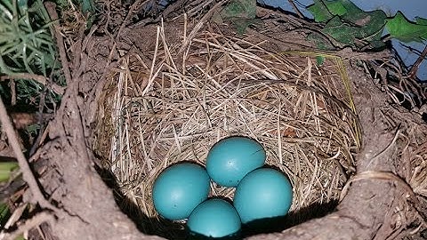 Robins Nesting Part 2 - Time Lapse Video