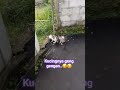 geng baru dan geng lama susah akur.. #cat #shortvideo #kucing
