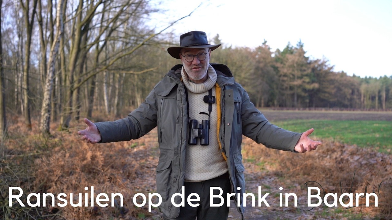 Ransuilen op de Brink in Baarn 