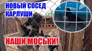 КАРЛУША ЗНАКОМИТСЯ С НОВЫМ СОСЕДОМ!!! ПОСМОТРИМ НА НАШИХ ХВОСТИКОВ, ДАВНО ИХ НЕ БЫЛО!!!