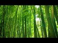 Bamboo forest wind sounds  white noise for studying sleeping relaxation  10 hours