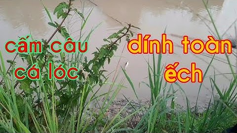 Một đêm cấm câu cá lóc bằng mồi nháy .dính đa số là ếch