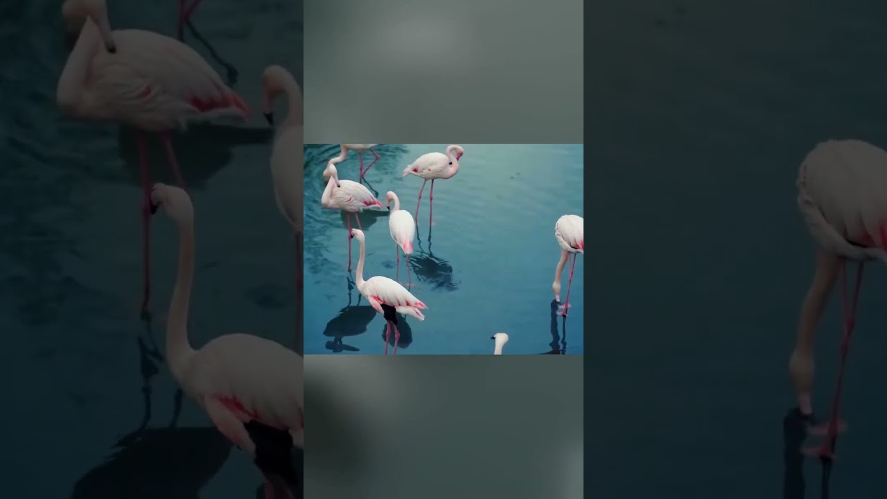 Flamingo Mating Secrets Revealed From Mud Tower Nests to Elaborate Dances.