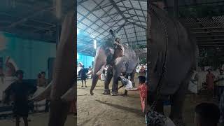 Nice aana 🐘#shortsfeed #shorts#aana#elephant #vadakkencherry#thrissur#aanakotta #calicut#uthsavam