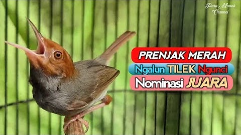 MASTERAN PRENJAK MERAH JANTAN GACOR NGALUN TILEK NGUNCI PASTI JUARA