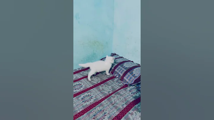 Video 11103751: persian kitten playing, kitten kitty catlover catlife, catlovers kitten cats catlife