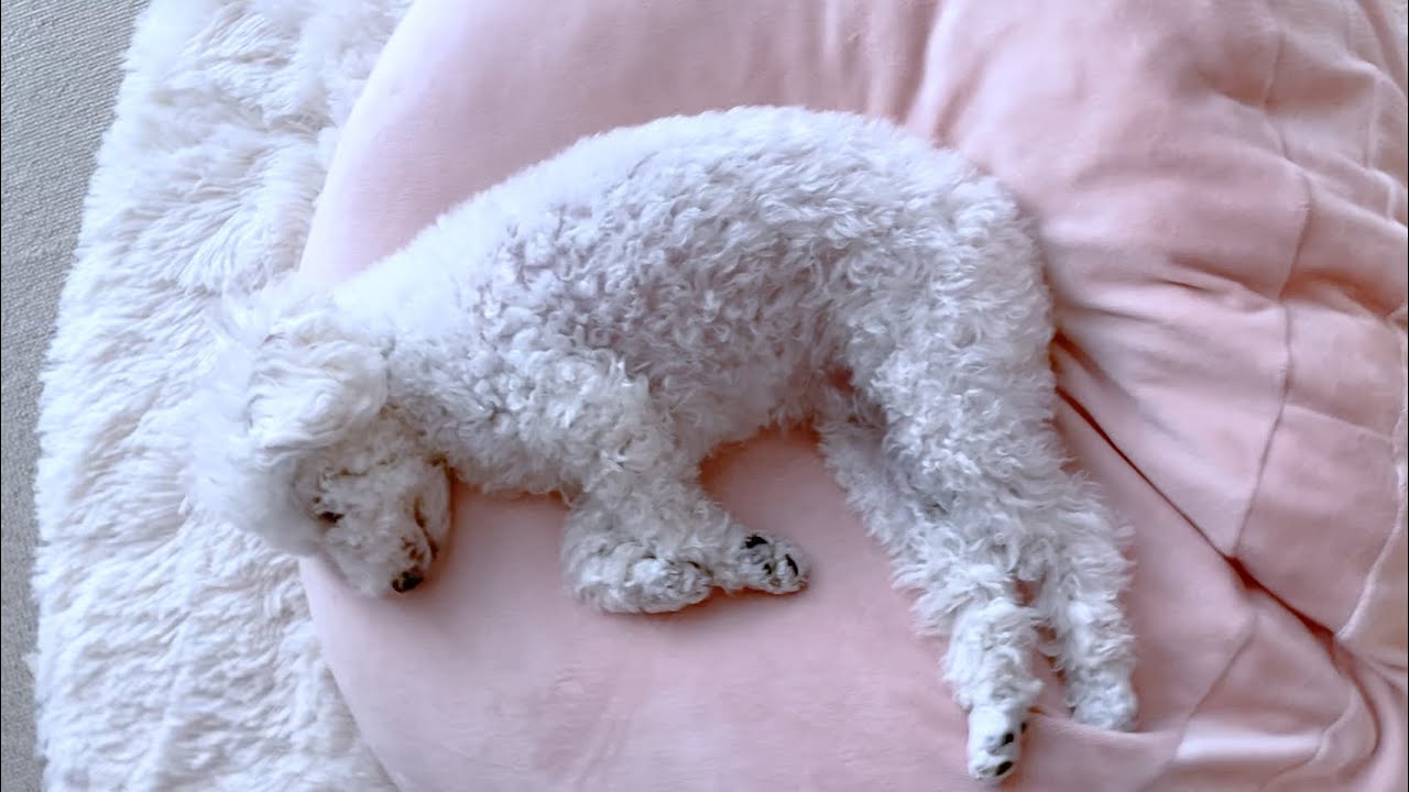 いよいよ本格的なアレルギー検査を実施する犬