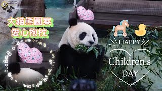 20230404 Happy Children&#39;s Day，圓仔的兒童節有愛心抱枕，開心地將花生木屑粉灑滿身 The Giant Panda Yuan Zai