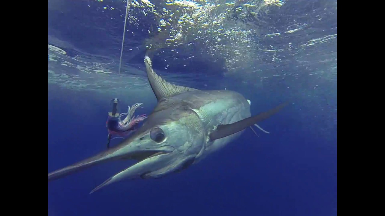 action réaction pêche