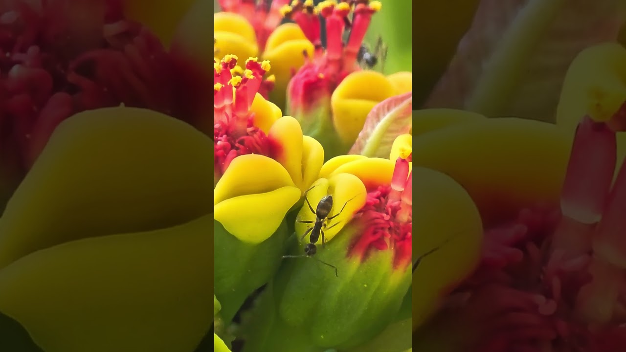 Beautiful 😍 #shorts #shortvideo #science