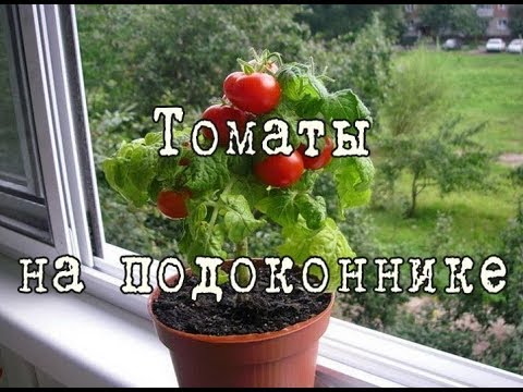 Video: Žingsnis po žingsnio instrukcijos, kaip auginti pomidorų daigus