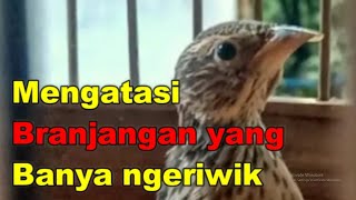 Mengatasi Branjangan Yang Hanya Ngeriwik