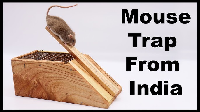 Mousetraps Not Working? Here's What to Do