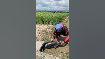 Cá Lớn - bắt Cá Lóc Bông Khủng mắc cạn 😱 #khacthuyvlogg