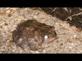 Ranking weird animals 