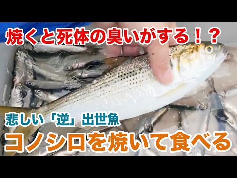 死体の臭いがする!?『逆』出世魚コノシロを美味しく食べる