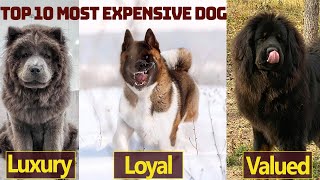 Top 10 Most Expensive Dogs in 2 Minutes  Most Expensive Dogs on this Planet in 2024 by Dogmal 368 views 2 weeks ago 2 minutes, 12 seconds