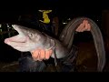 巨大アナゴを獲って食べてみた
