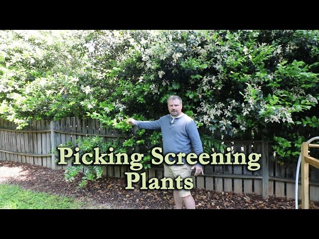 Using Shrubs As Screens Privacy Shrubs For Landscaping Your Yard