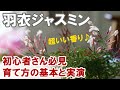 羽衣ジャスミンの育て方 剪定の実演！ 植え方 時期 育て方の基本全般