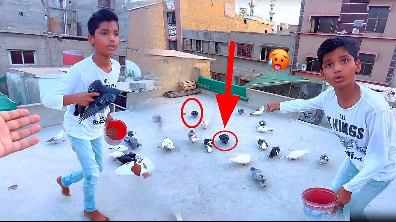 Naya Kabutar Pakad Liya 😱