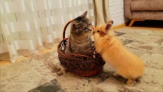 Кролик требует внимания от Папы кота. Видео для поднятия настроения !!!