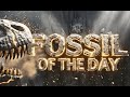 Fossil of the Day Award Ceremony in full: New Zealand, November 18