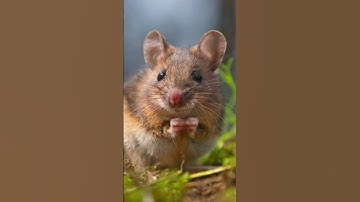 Thumbnail of Mouse squeak 🐁