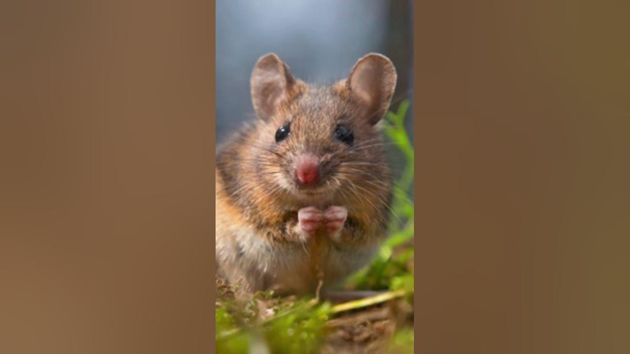 Mouse squeak 🐁