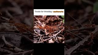 चटय Din Main Kita Samay Tak Rest Karti Hai