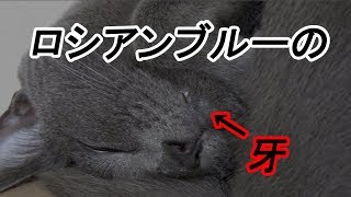 ロシアンブルーの猫の寝顔を撮ってたら牙が見えてた