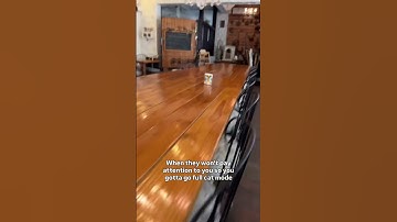 The greatest cat mode of all time